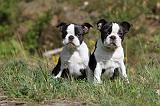 BOSTON TERRIER 181
